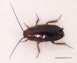 Oriental Cockroach Images