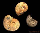 Photos of Define Fossils
