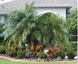 Landscape Plants South Florida