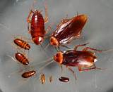 Red Cockroach Images