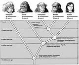 Theory Of Evolution Tree Pictures