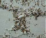 Ant Poop Images