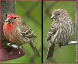 House Finch Winter Plumage Pictures