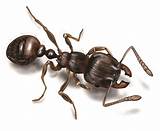 Photos of Pavement Ants Vs Carpenter Ants
