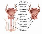 Pictures of Bladder Control For Males