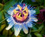 Passion Flower Extract Benefits Photos