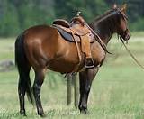 Photos of Videos Of Barrel Racing Horses For Sale