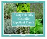 Images of Mosquito Control Safe For Pets