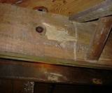 How To Detect Termites In Wood Photos