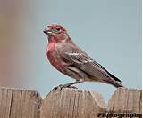 Images of Texas Ruby Red House Finch