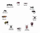 Photos of Pest Identification