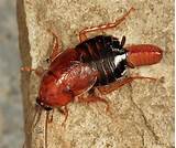 Cockroach Ootheca Images