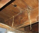 Photos of Termite Damage Remediation