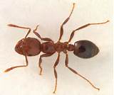 Photos of Texas Carpenter Ants