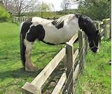 Pictures of Equine Wood Fencing