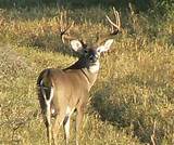 Georgia Deer Hunting Outfitters
