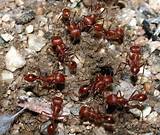 Photos of Fire Ants Arizona