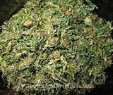 Photos of Harvesting Marijuana Plants