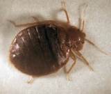 Pictures Of Bed Bugs Pictures