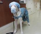 Images of Dog Doctor Halloween Costume
