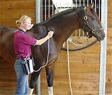 Photos of Equine Light Therapy