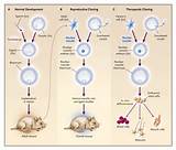 Photos of Stem Cell Transfer
