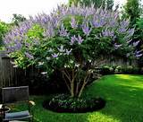 Recommended Landscape Plants For North Texas Pictures