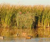 Duck Boat Grass Images