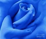 Blue Rose Flower Images Photos