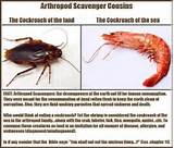 Photos of Cockroach And Shrimp