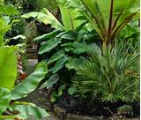 Landscape Plants Tropical Images