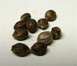 Marijuana Seeds Pictures