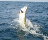 Images of Boca Grande Tarpon Fishing Guides