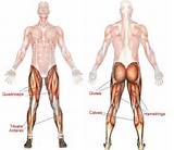 Pictures of Core Muscles Used In Running
