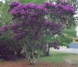 Trees That Have Purple Flowers In Spring