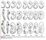 How Does Embryology Support The Theory Of Evolution Pictures