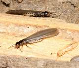 Photos of Winged Termites