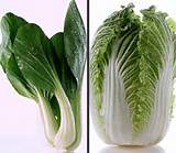 Chinese Cabbage Dishes Photos