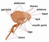 Home Remedies For Ticks And Fleas On Dogs Pictures