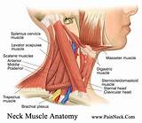 Neck Muscle Strengthening Pictures