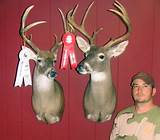 Best Taxidermy School Images