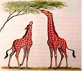 Giraffe Theory Of Evolution Photos