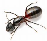 Why Carpenter Ants In House Pictures