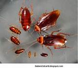 Images of Cockroach Babies
