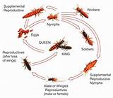 Pictures of Termite Life Cycle Images