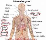 Pains On The Right Side Of Your Chest
