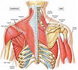 Images of Pectoral Muscle Exercises