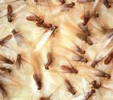 Termite Nematodes Images