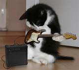 Photos of Cat Playing A Guitar