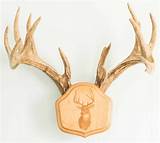 Mounting Antlers With Skull Plate Pictures